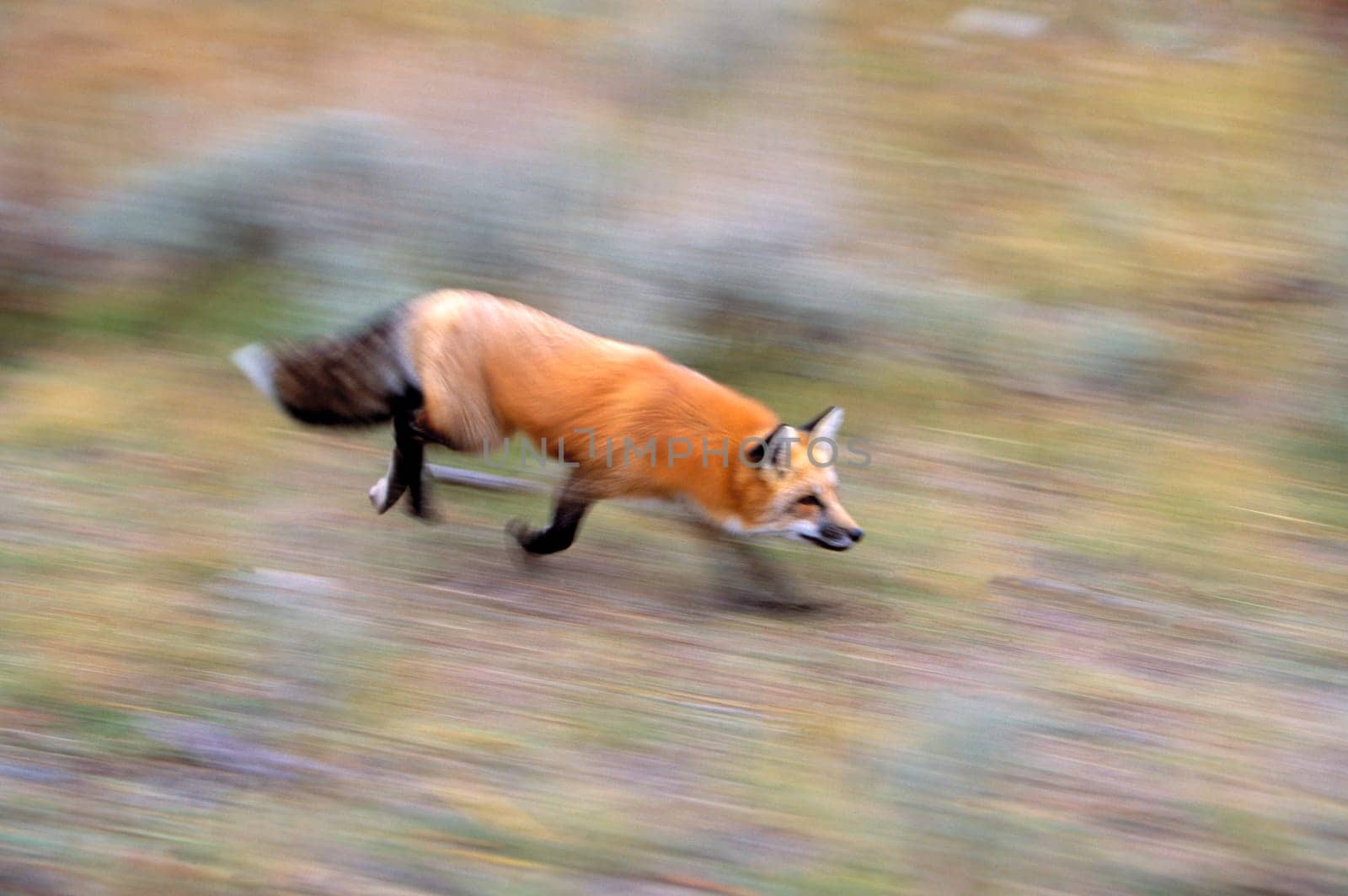 Red Fox running