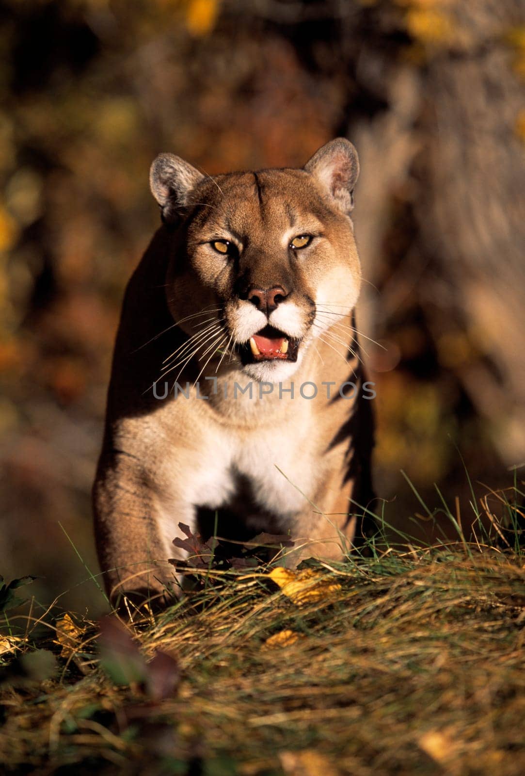 Stalking mountain lion