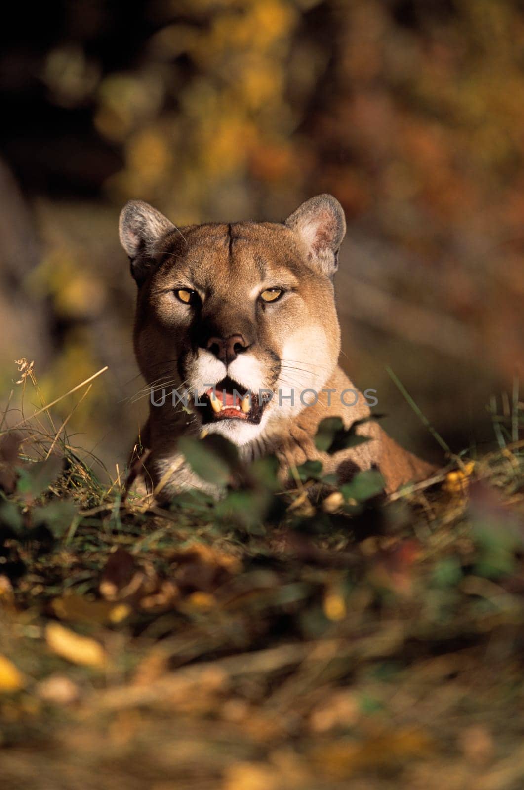 Mountain lion