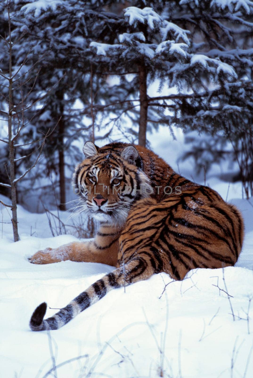 Siberian tiger lying on mound of snow in forest