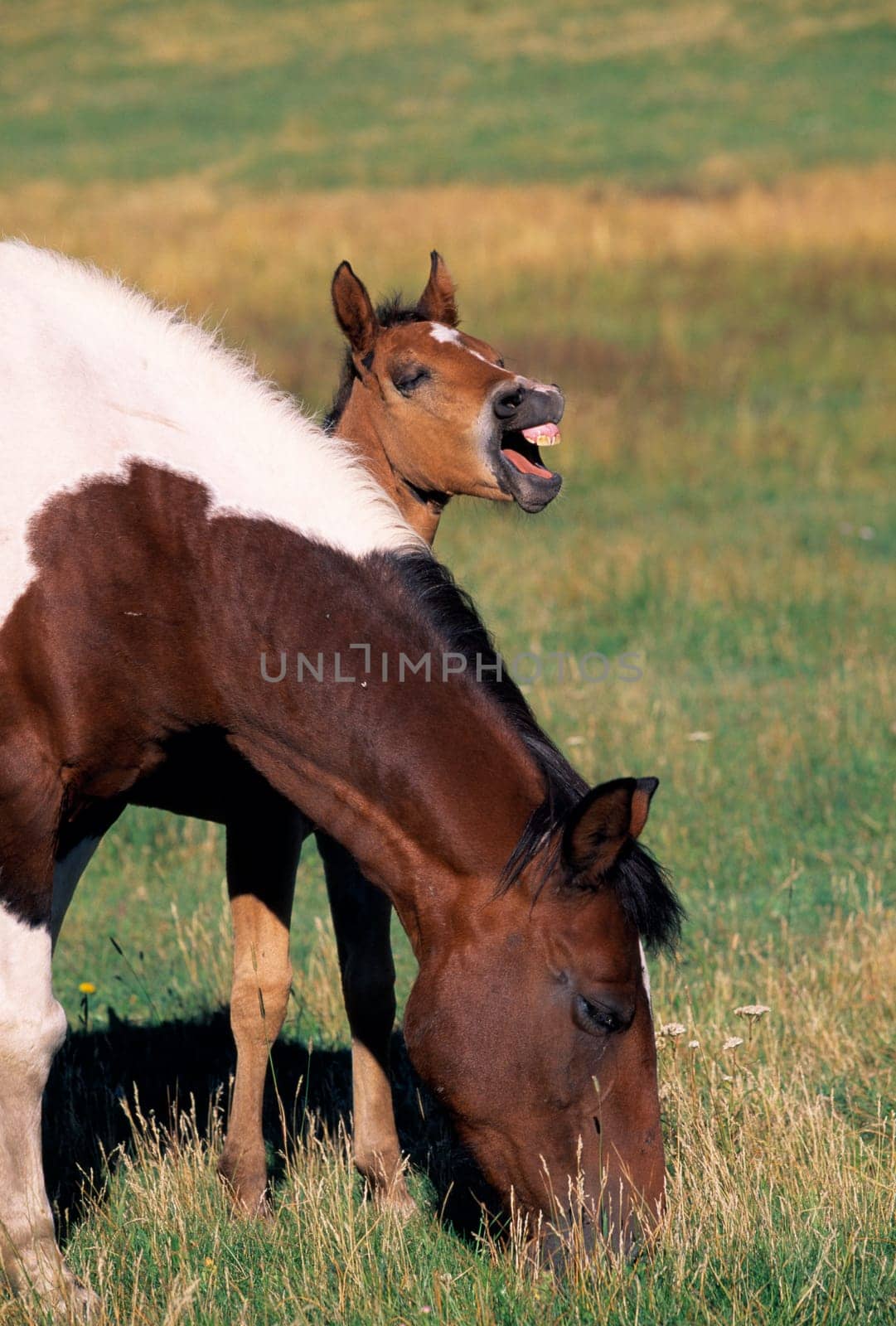 Mare and foal