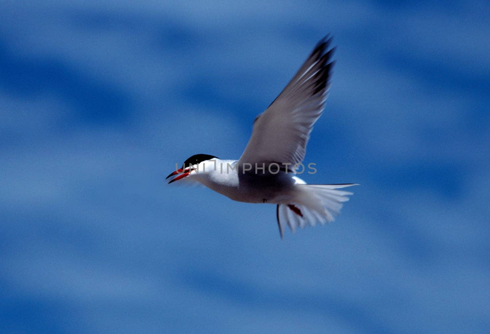 Common tern in flight