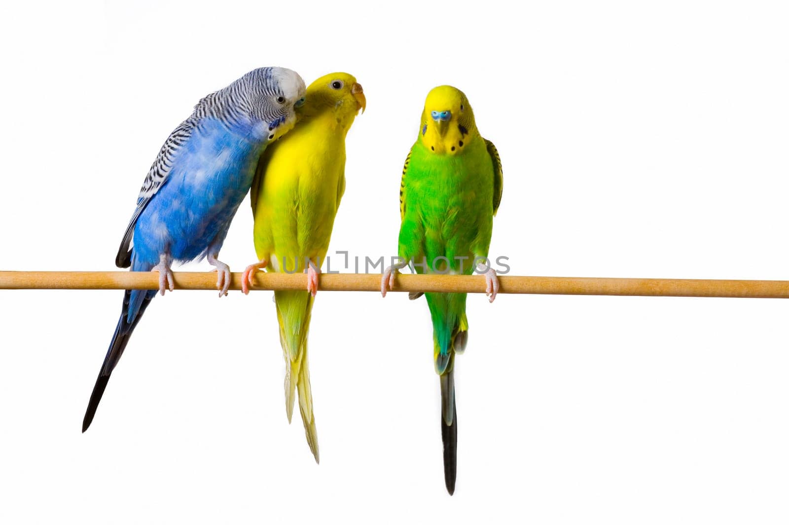 Three budgies on a perch