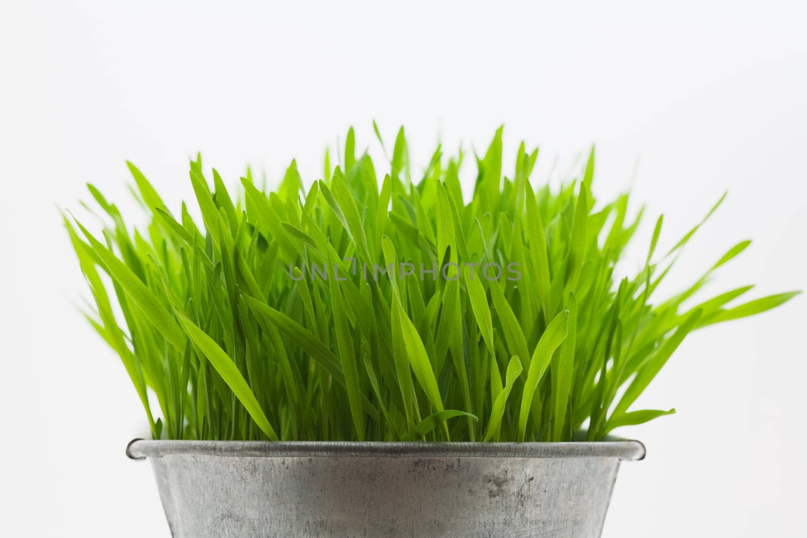 Green grass in metal planter against white background