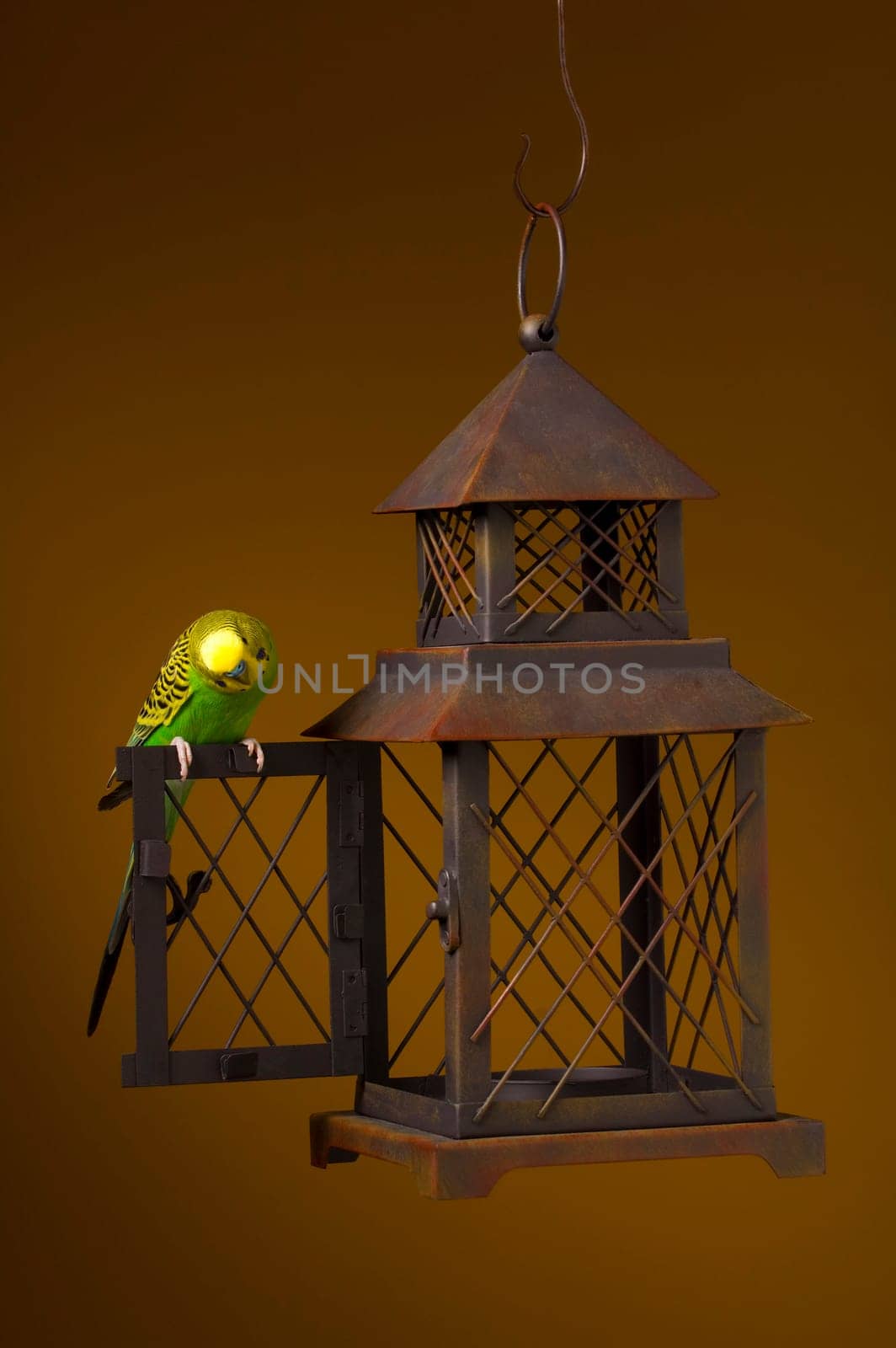 Bird escaping cage