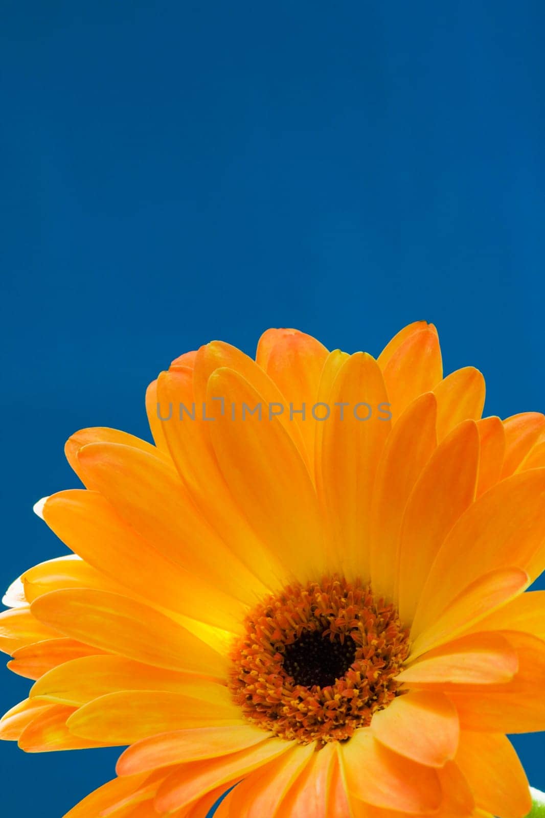 Gerbera Daisy