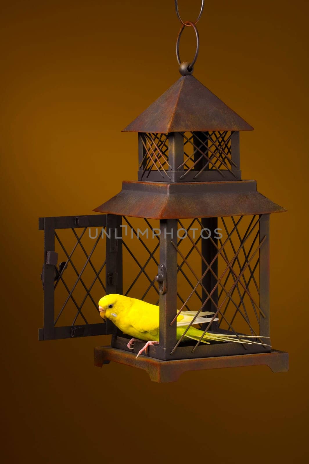 Bird escaping cage