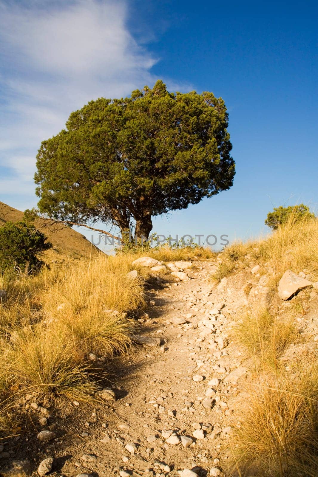 Tree on hill side