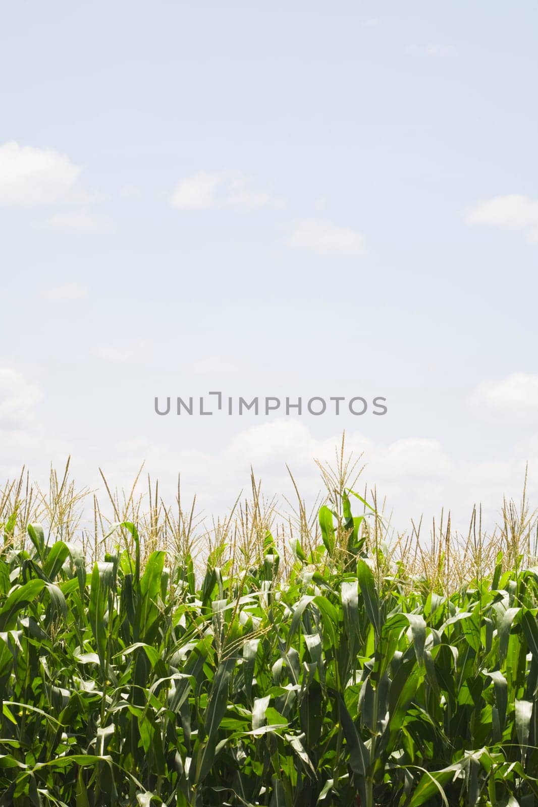 Cornfield