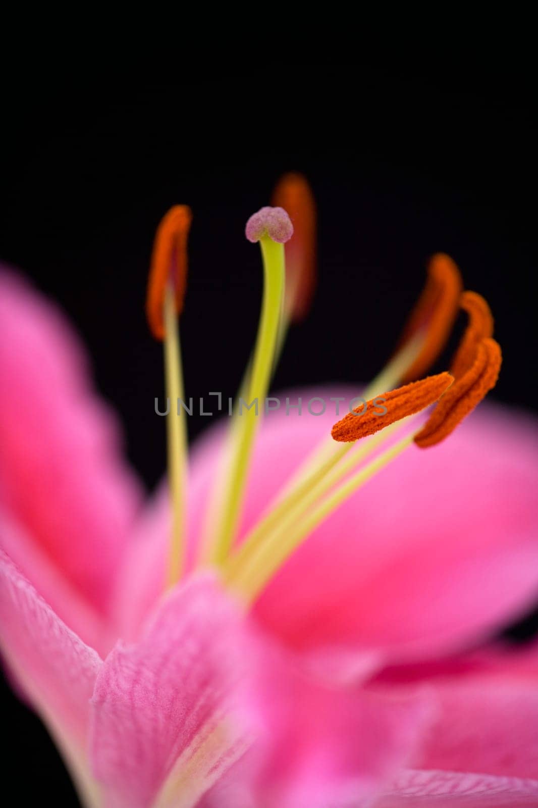 Pink lily against black background
