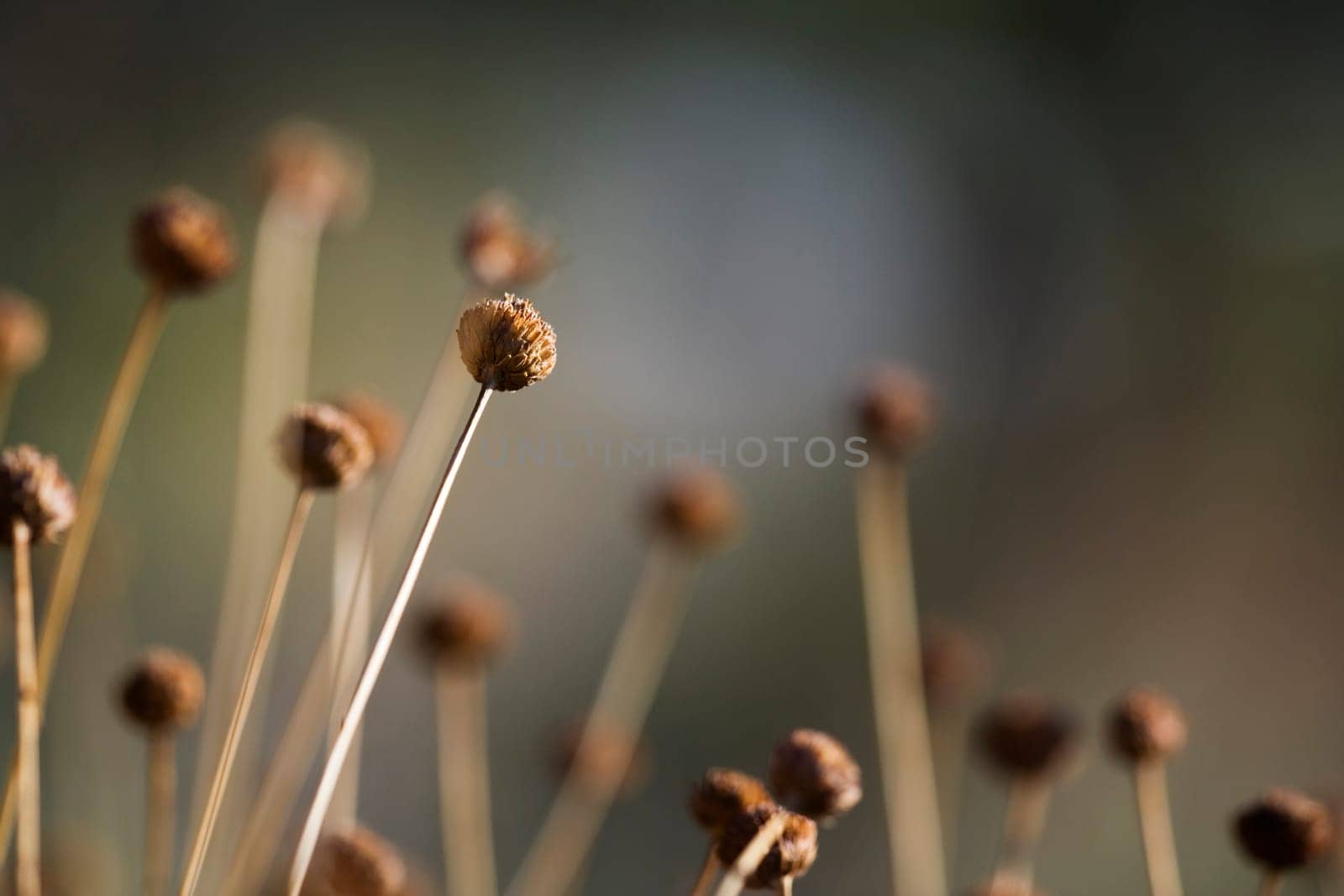 Dry whimsical plant
