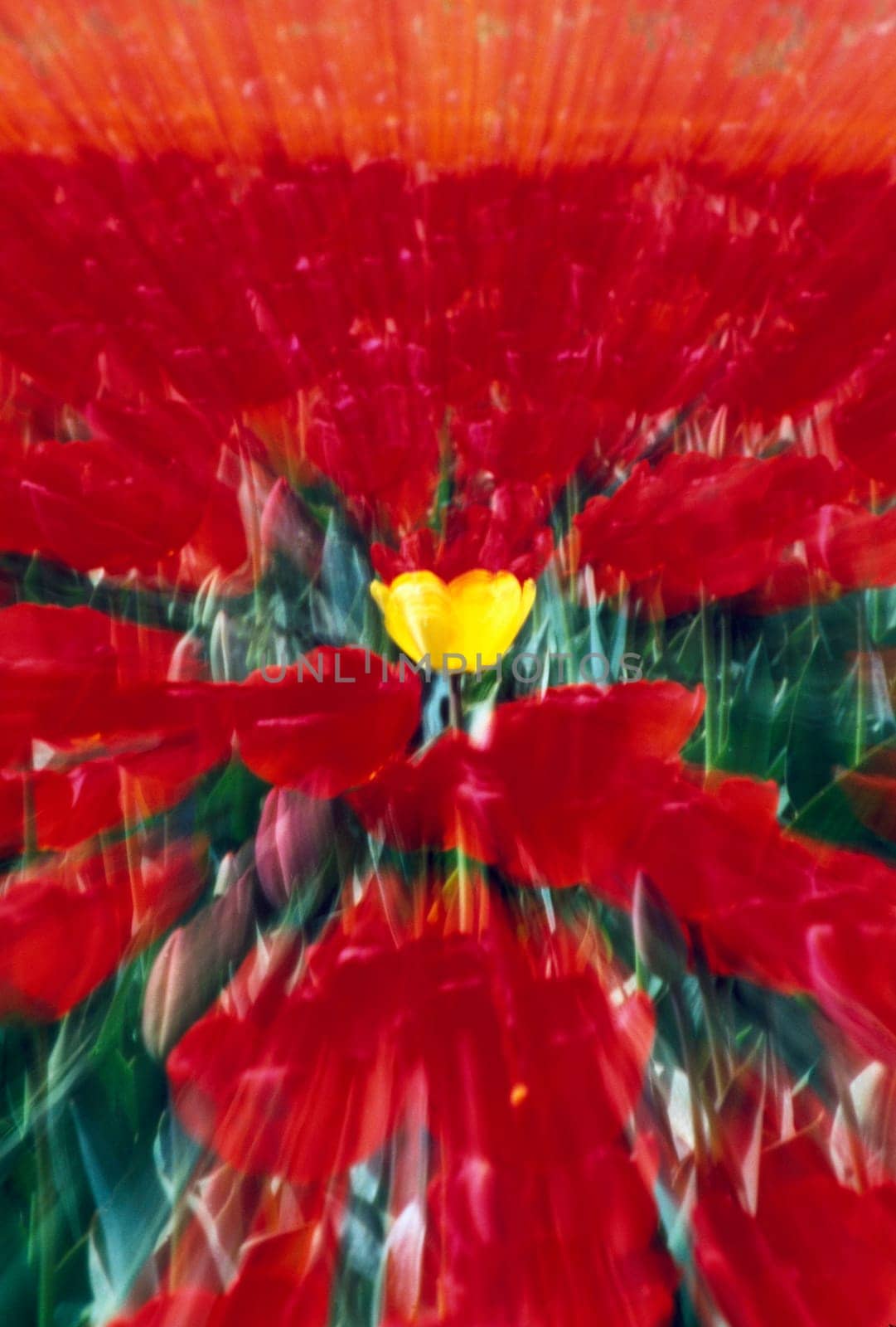 Tulip field zoom effect