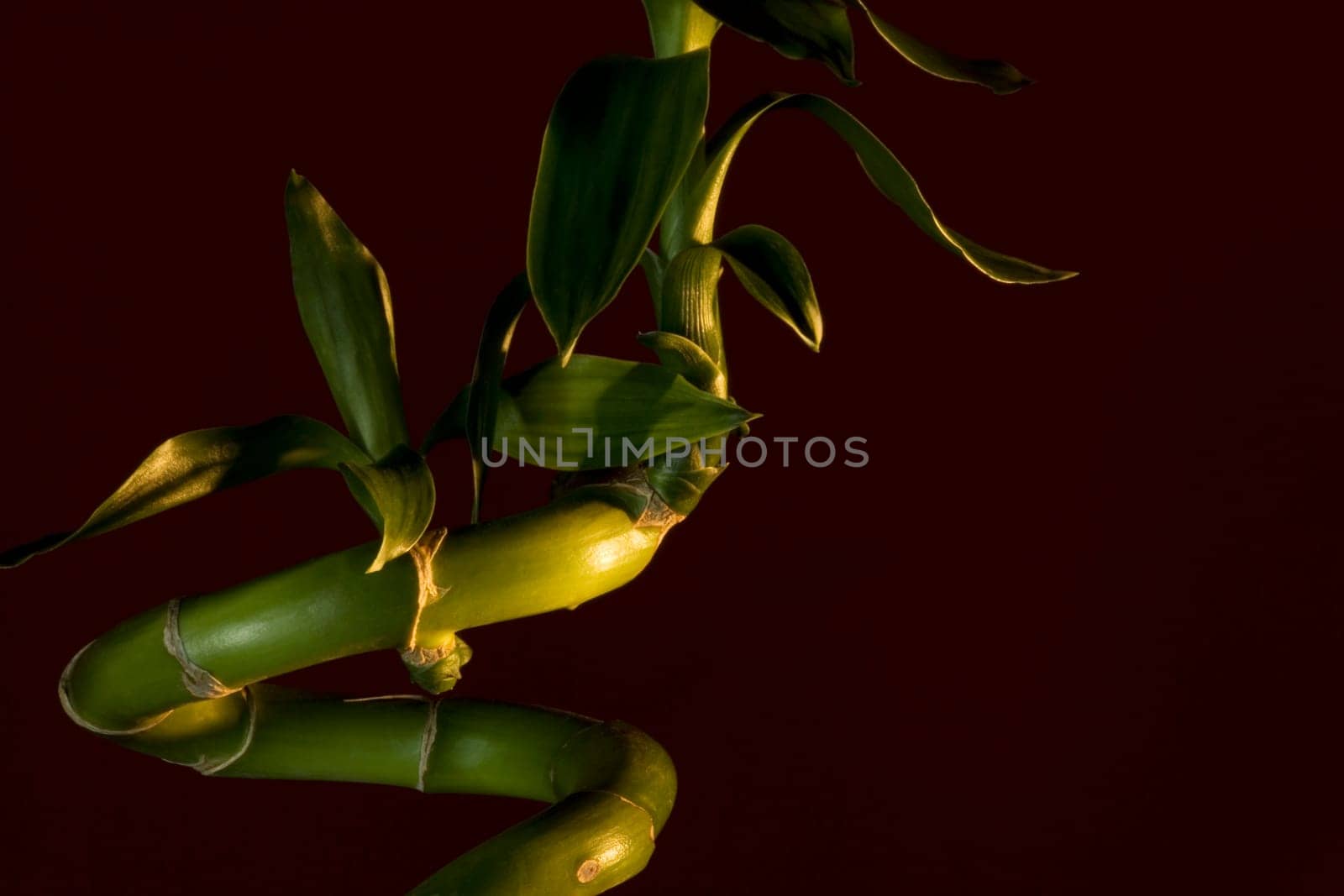 Bamboo stem