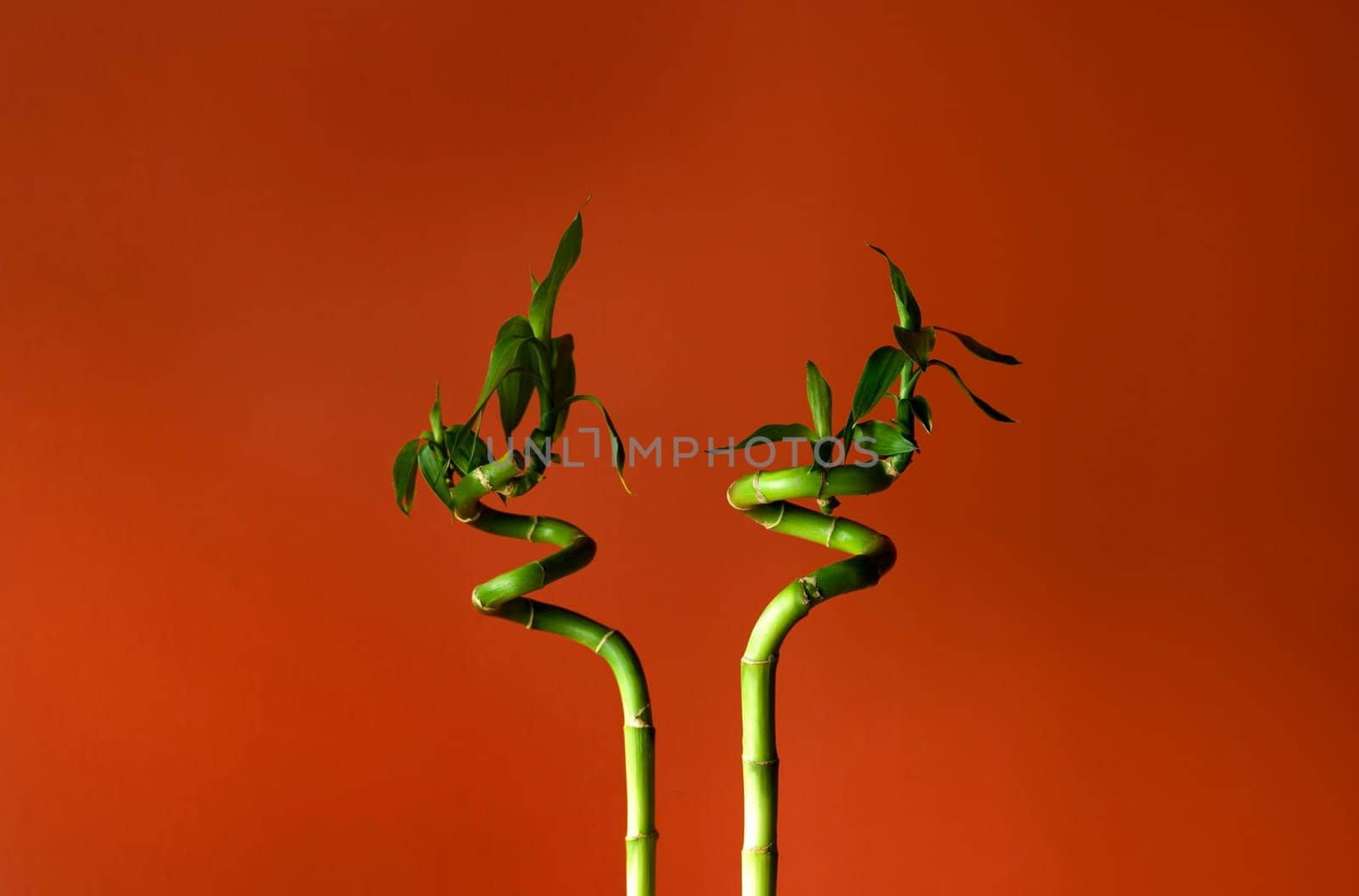Bamboo stems