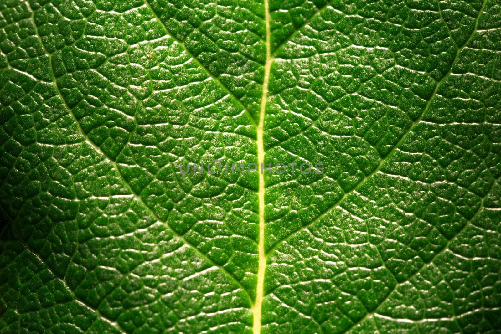 Leaf detail