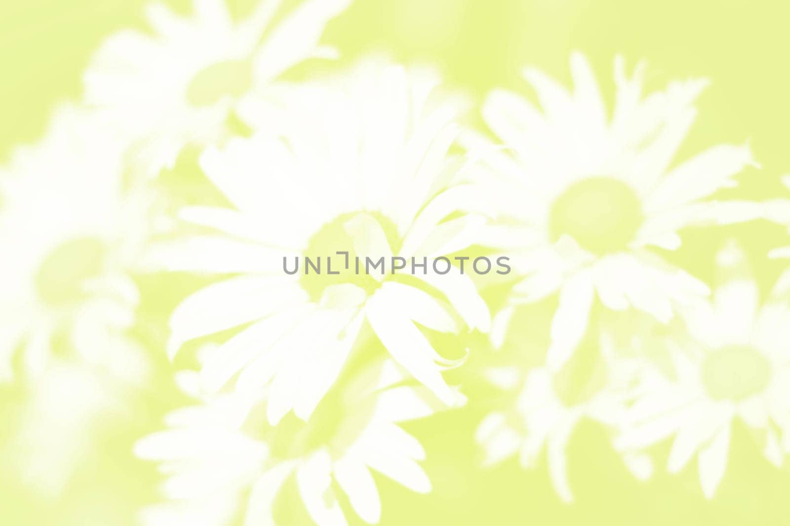 Daisy background