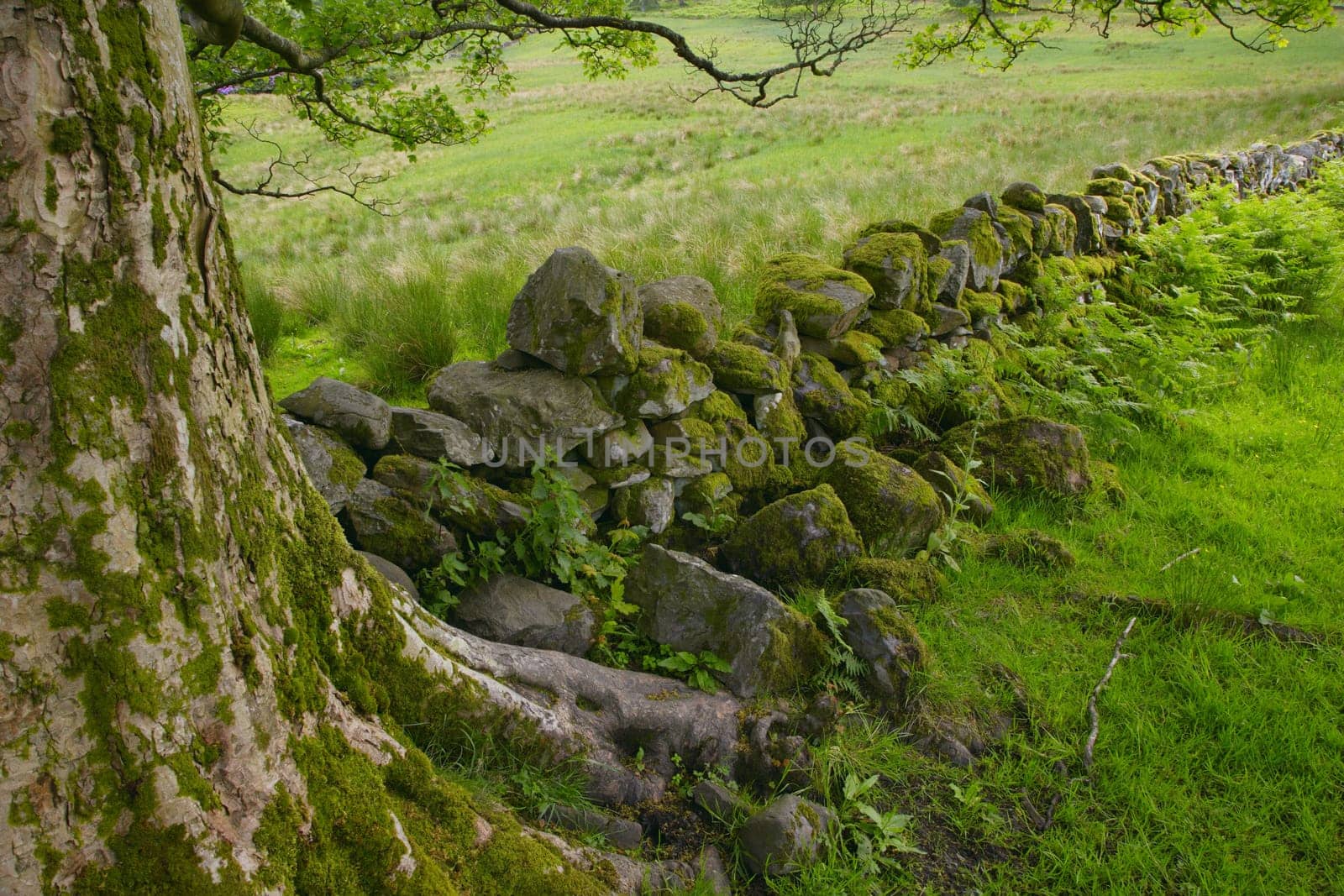 Nature scene
