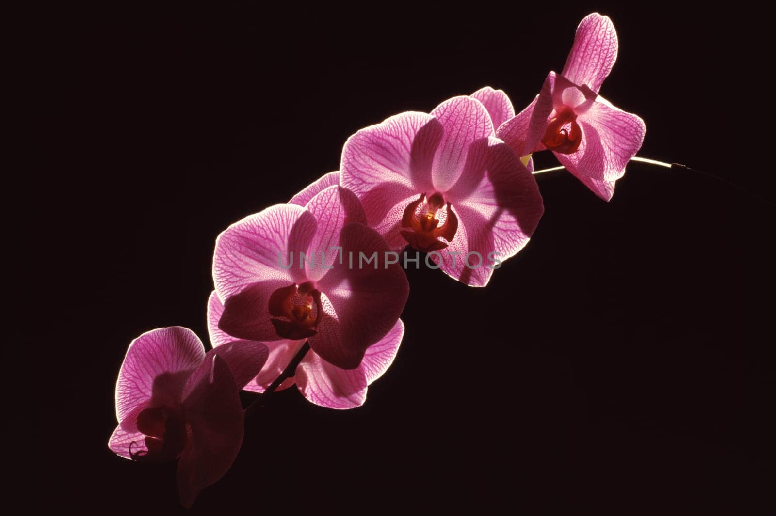 Orchid blossoms