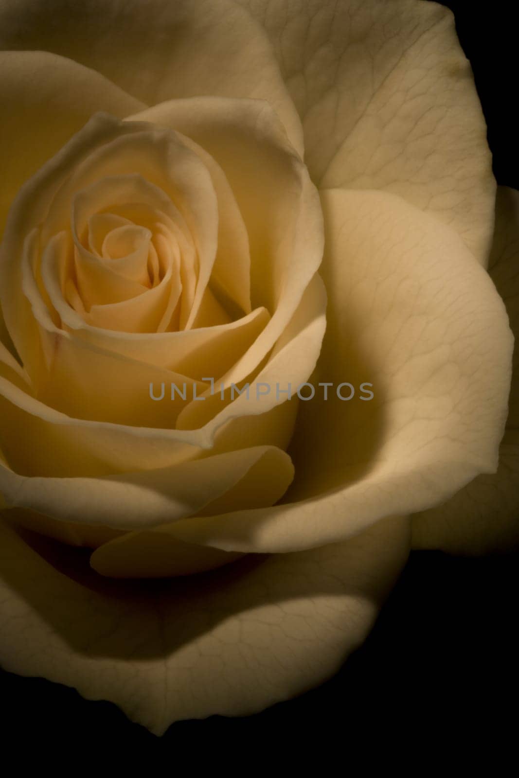 White Rose