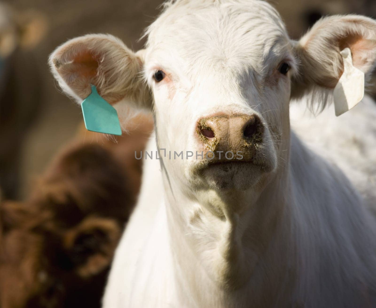 Cow