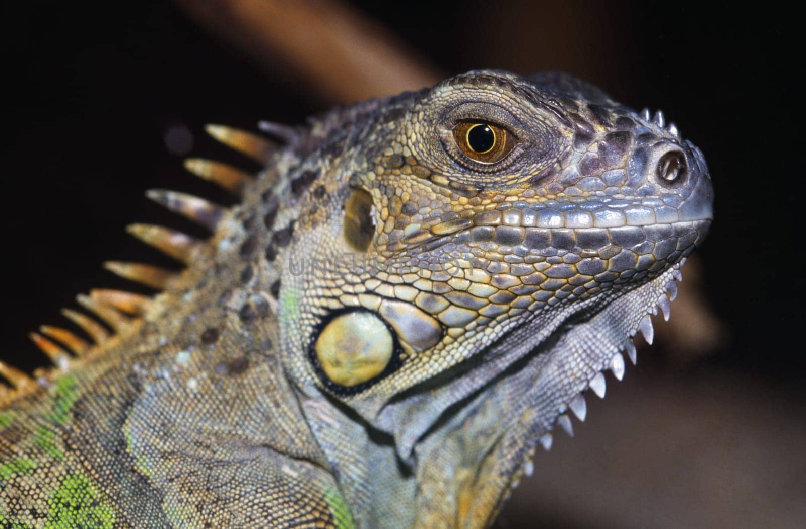 Green iguana