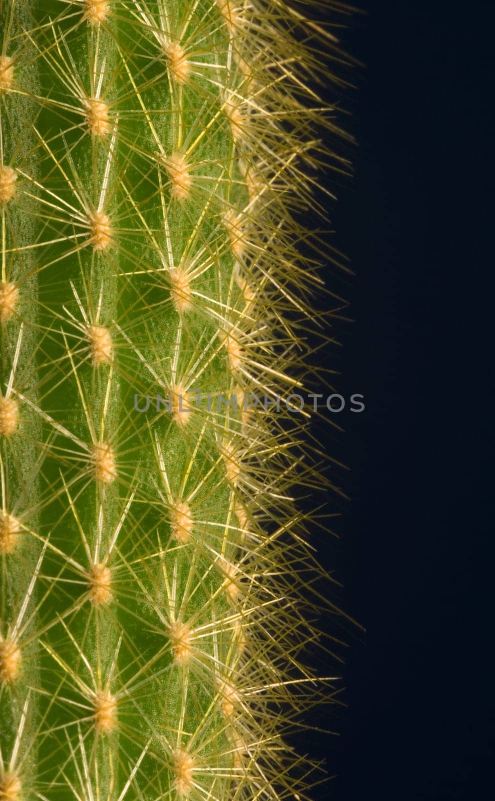 Cactus