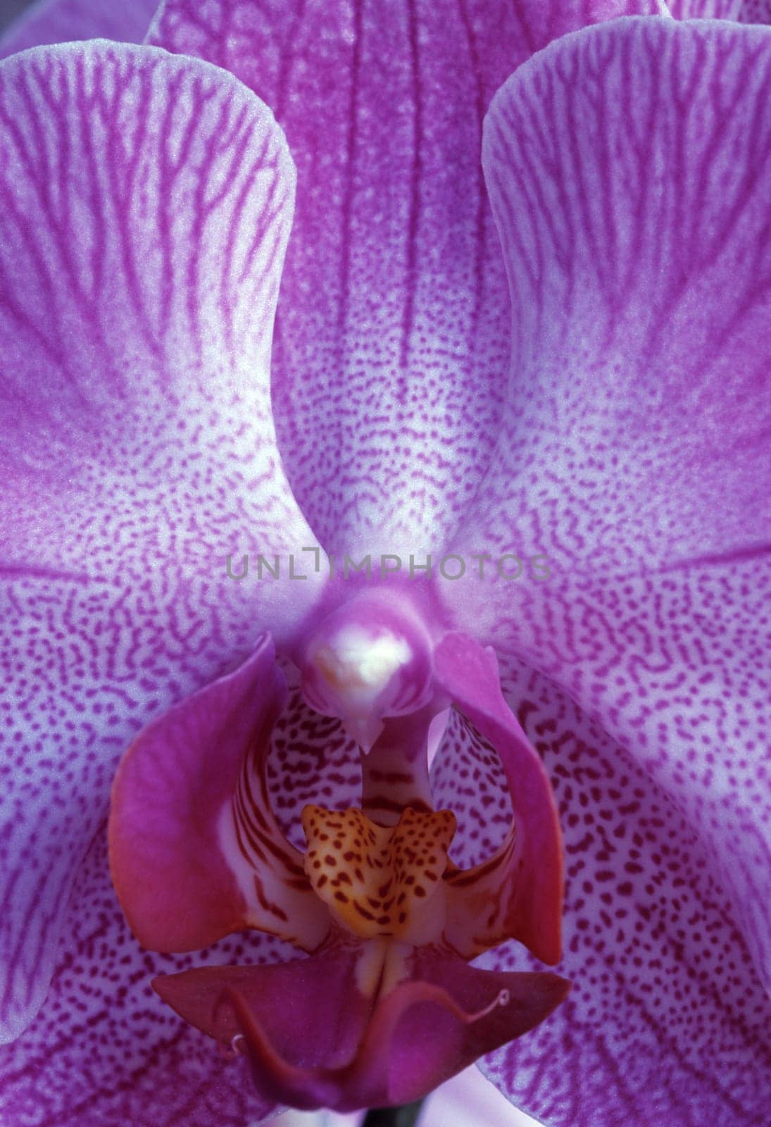 Orchid blossom