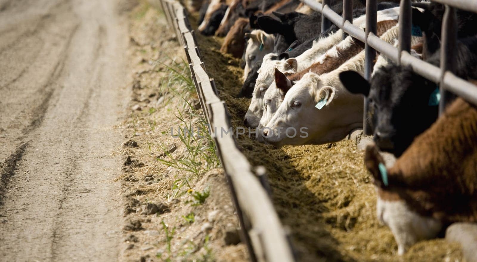 Cattle feeding