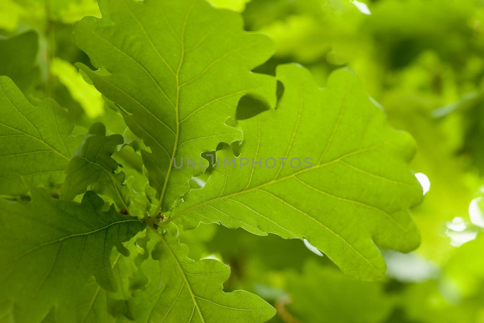 Leaves