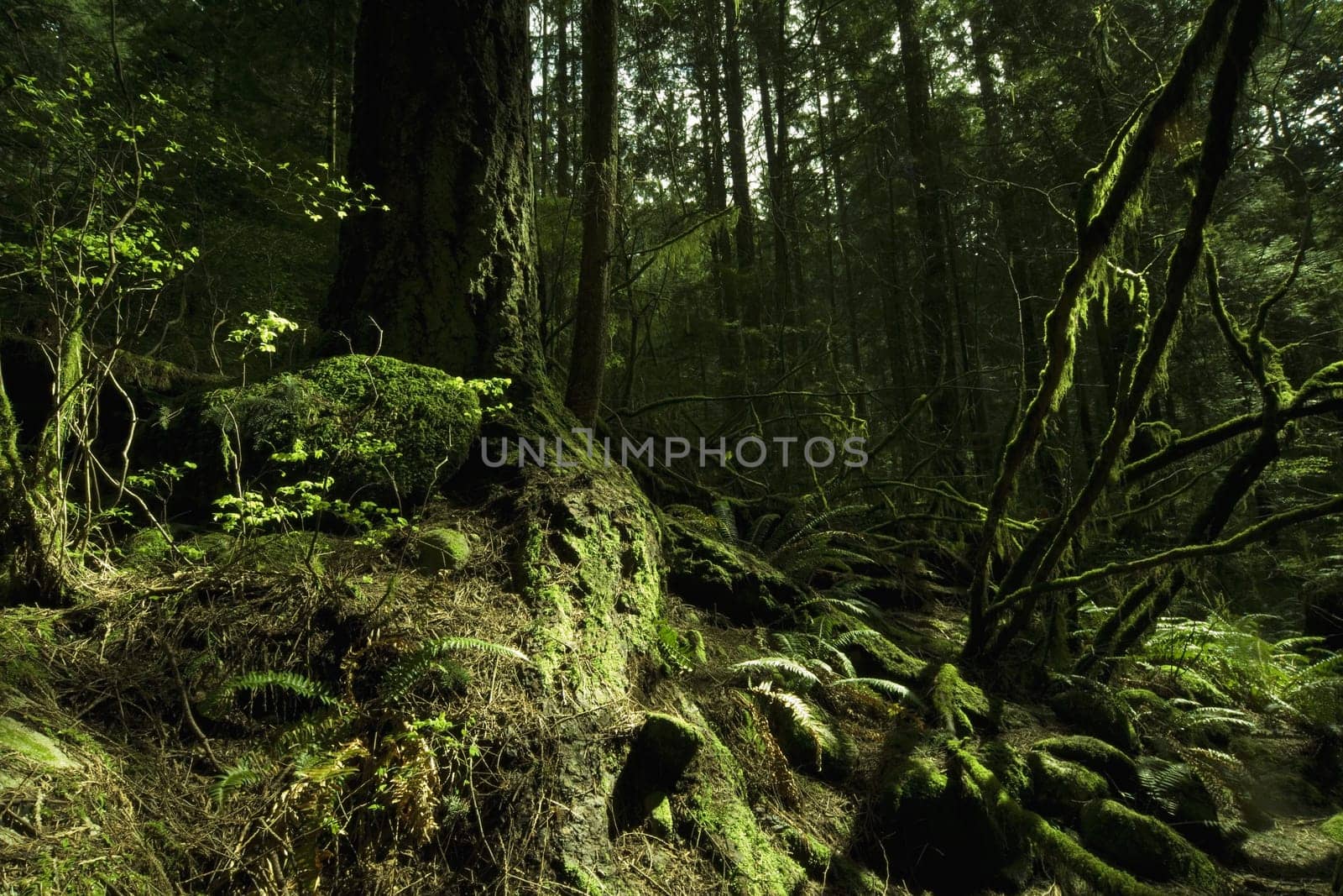 Moss in rain forest