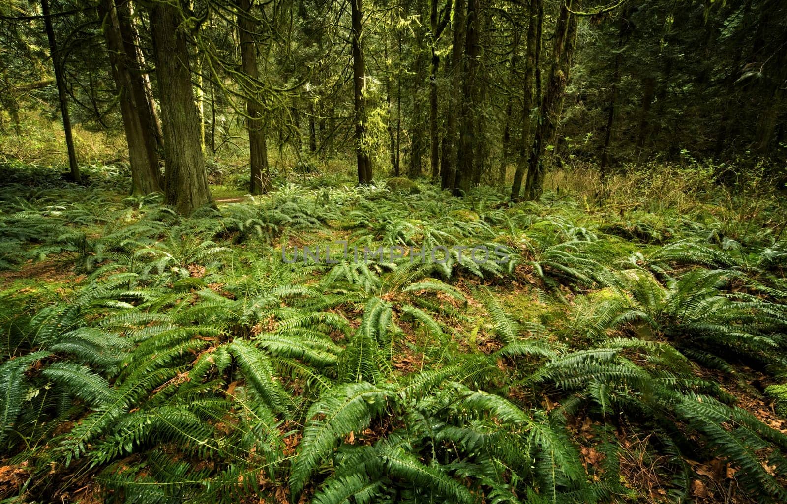 Ferns on forest floor