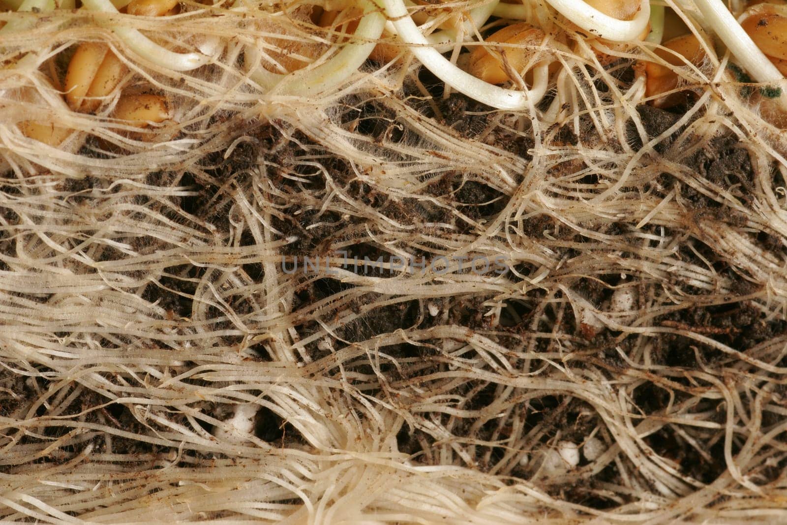 Roots of wheatgrass