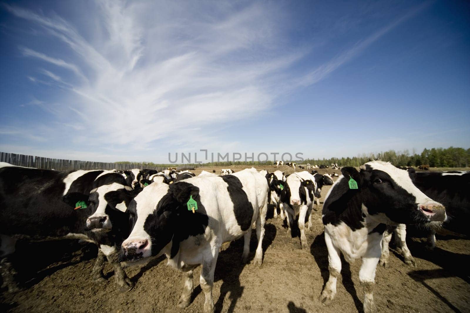 Cattle herd