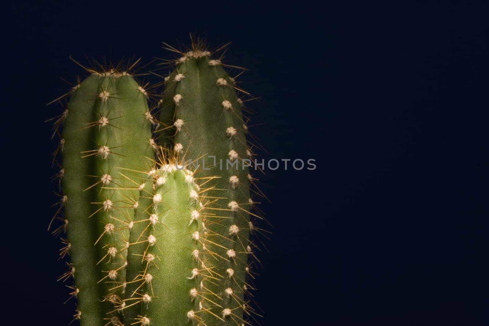Cactuses