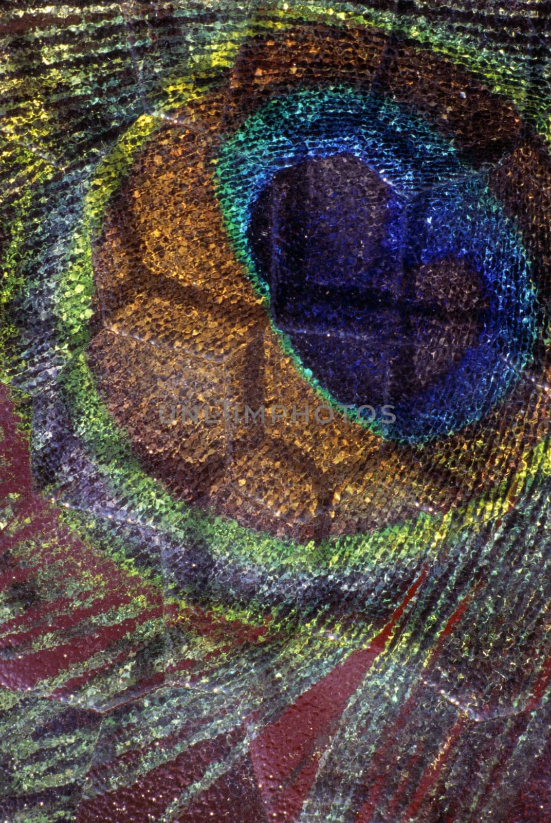 Peacock feather detail