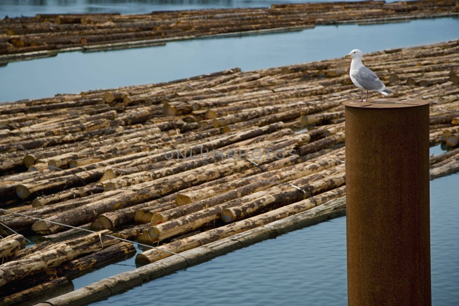 Seagull & Logs being Transported