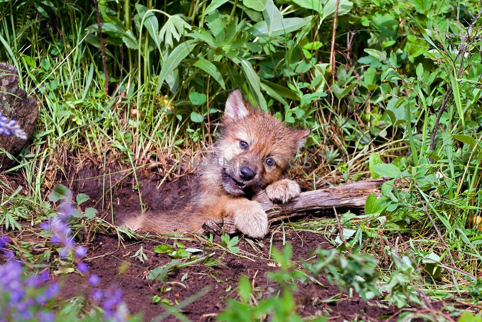 Wolf cub at den