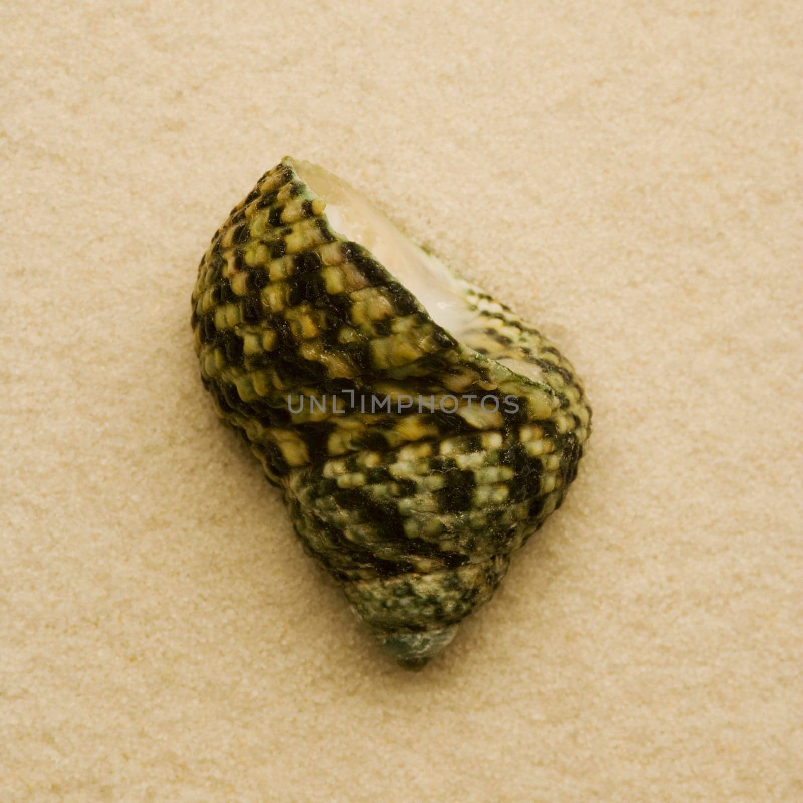 Seashell