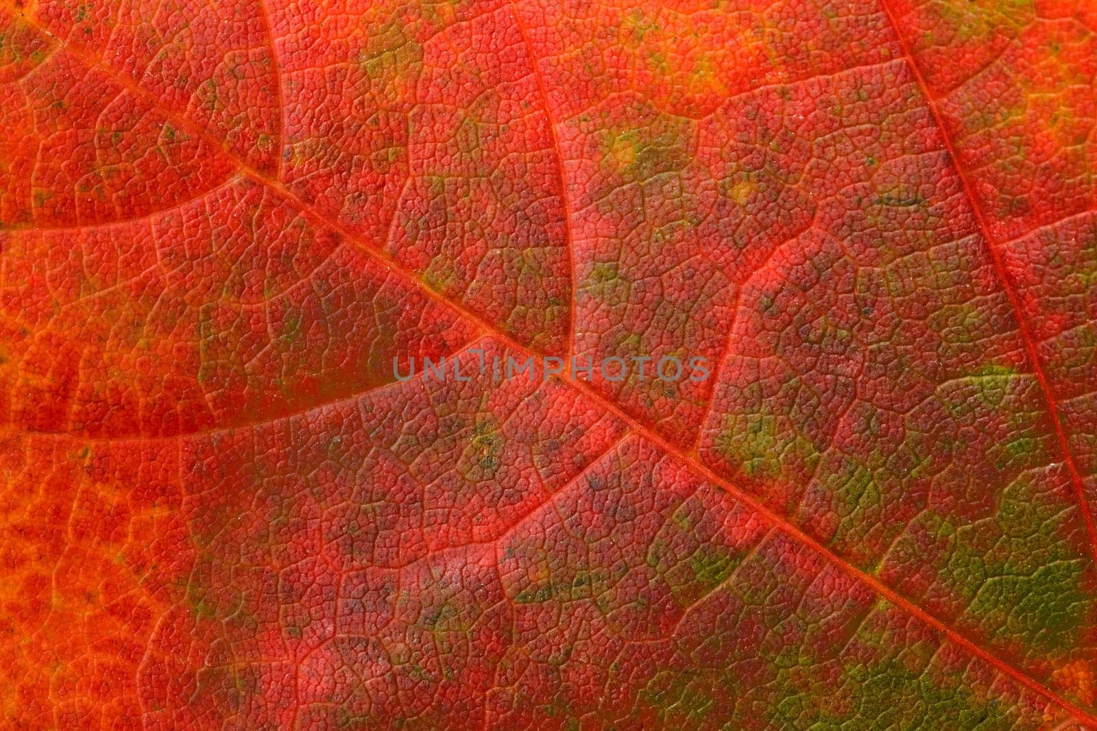 Maple Leaf Background