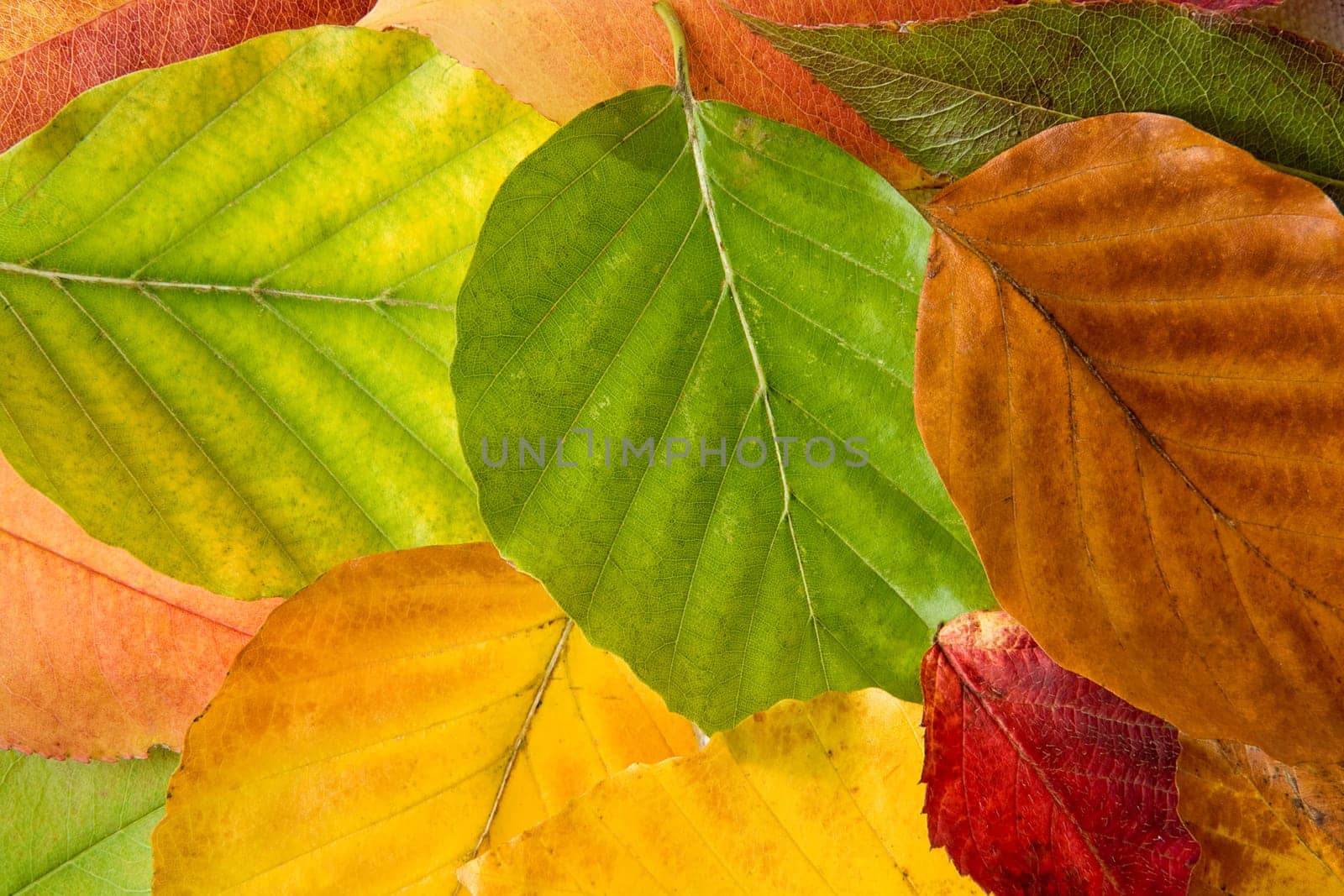 background of autumn leaves