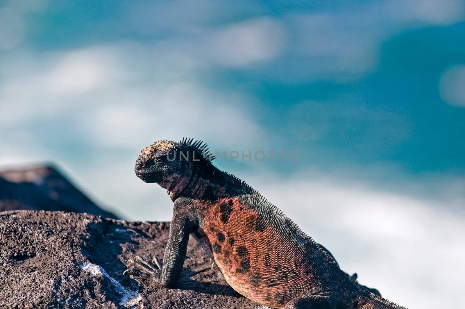 Iguana on rock