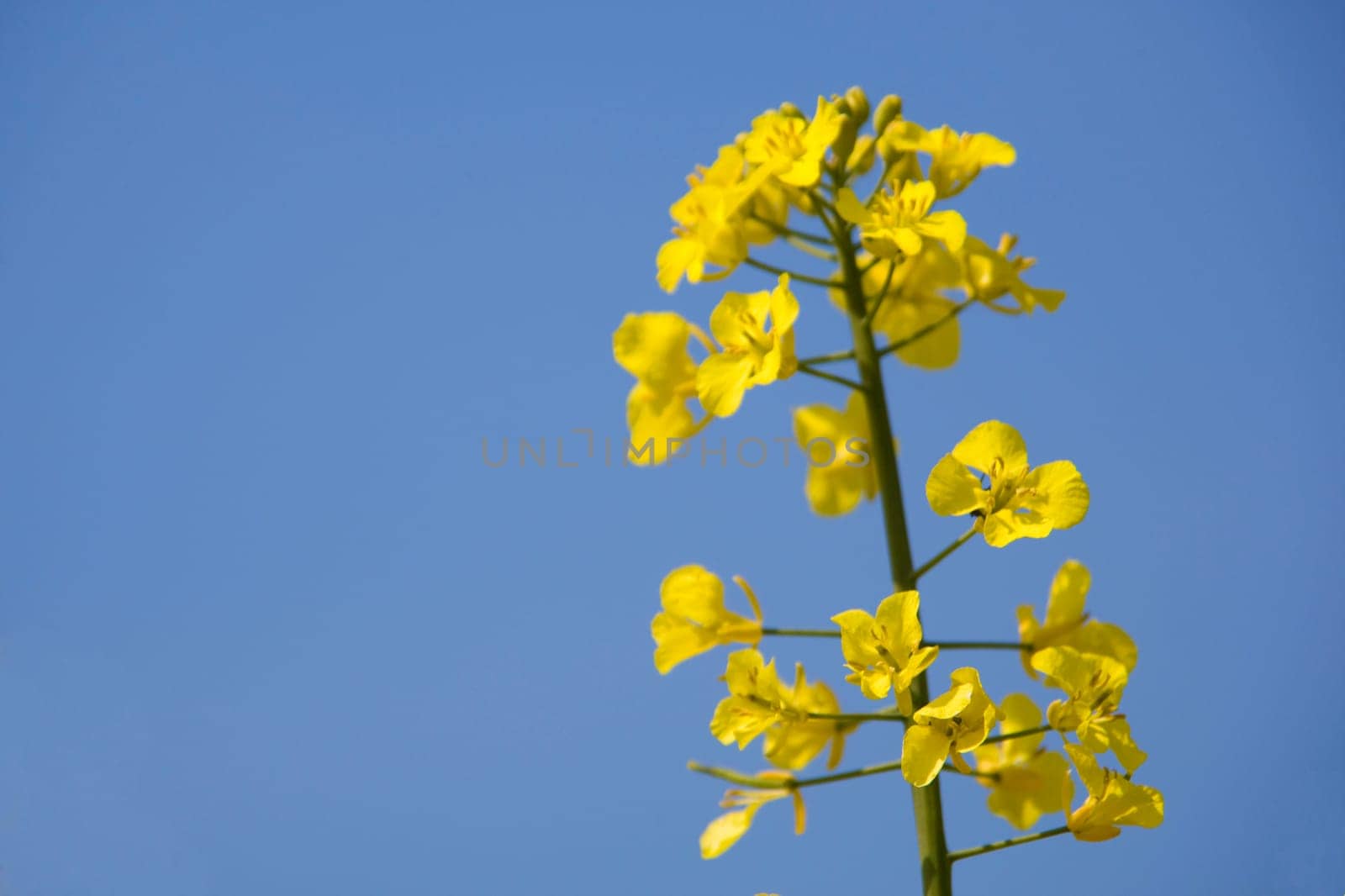 Yellow flowers
