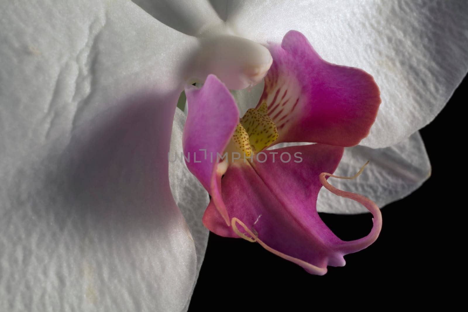 Orchid