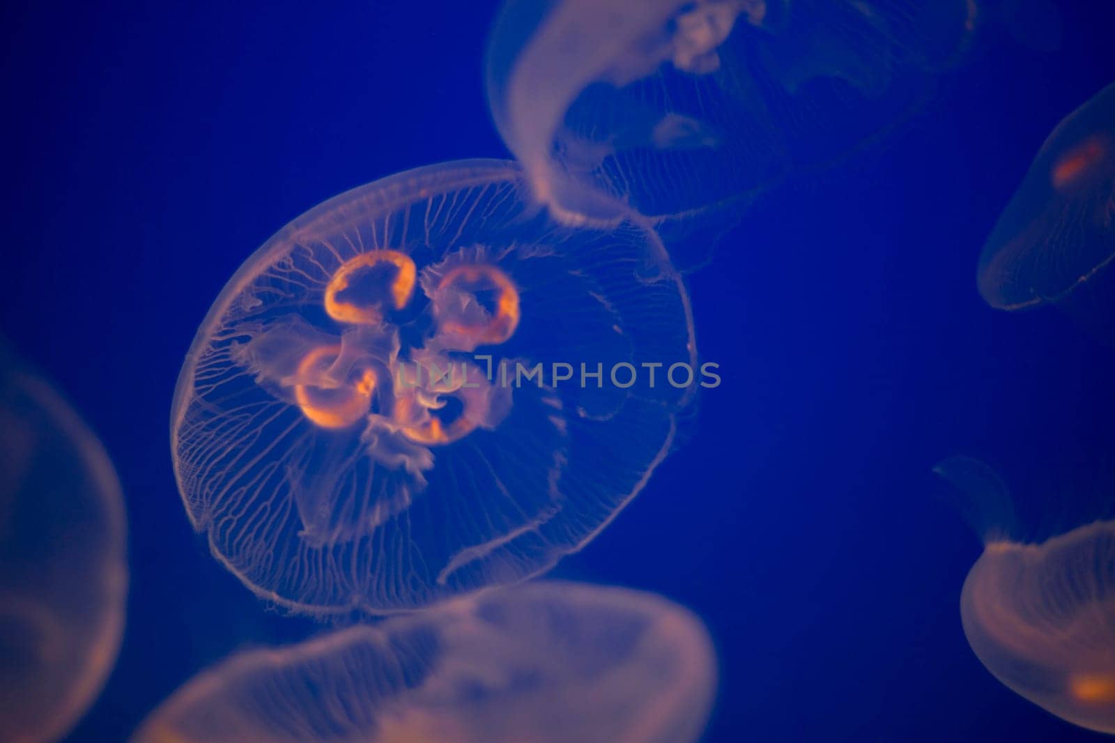 Moon Jellyfish