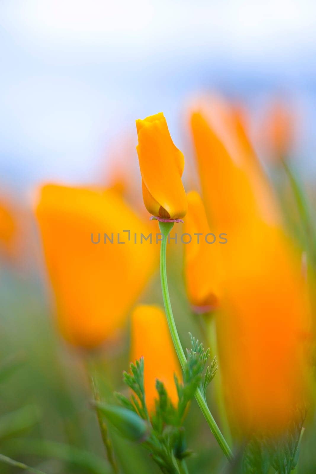 Furled Poppy