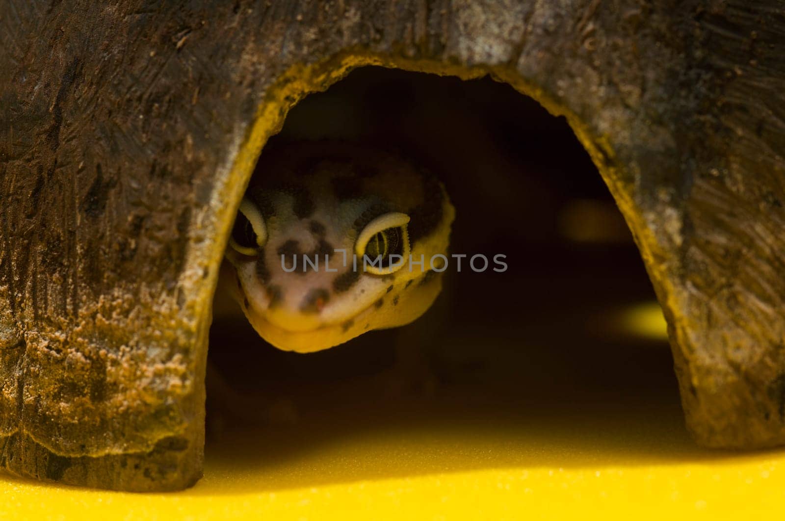 Baby Leopard Gecko In Hiding