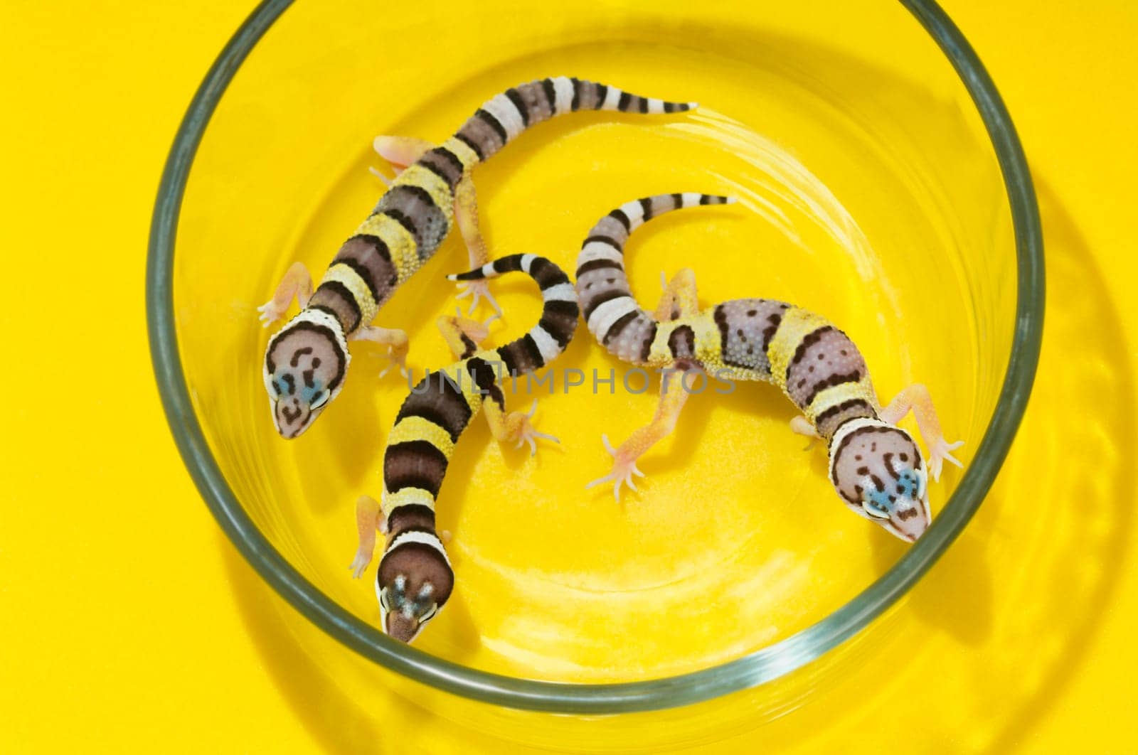 Baby Leopard Geckos In A Glass Container