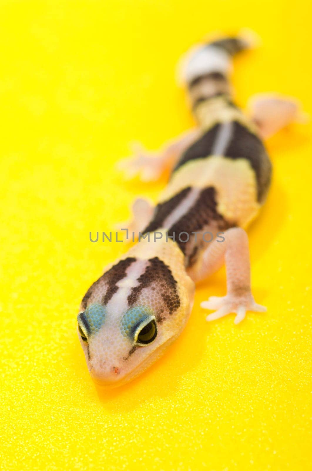 African Fat-Tailed Gecko