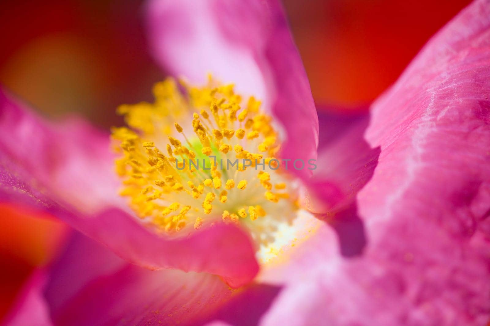 Close up of shirley poppy