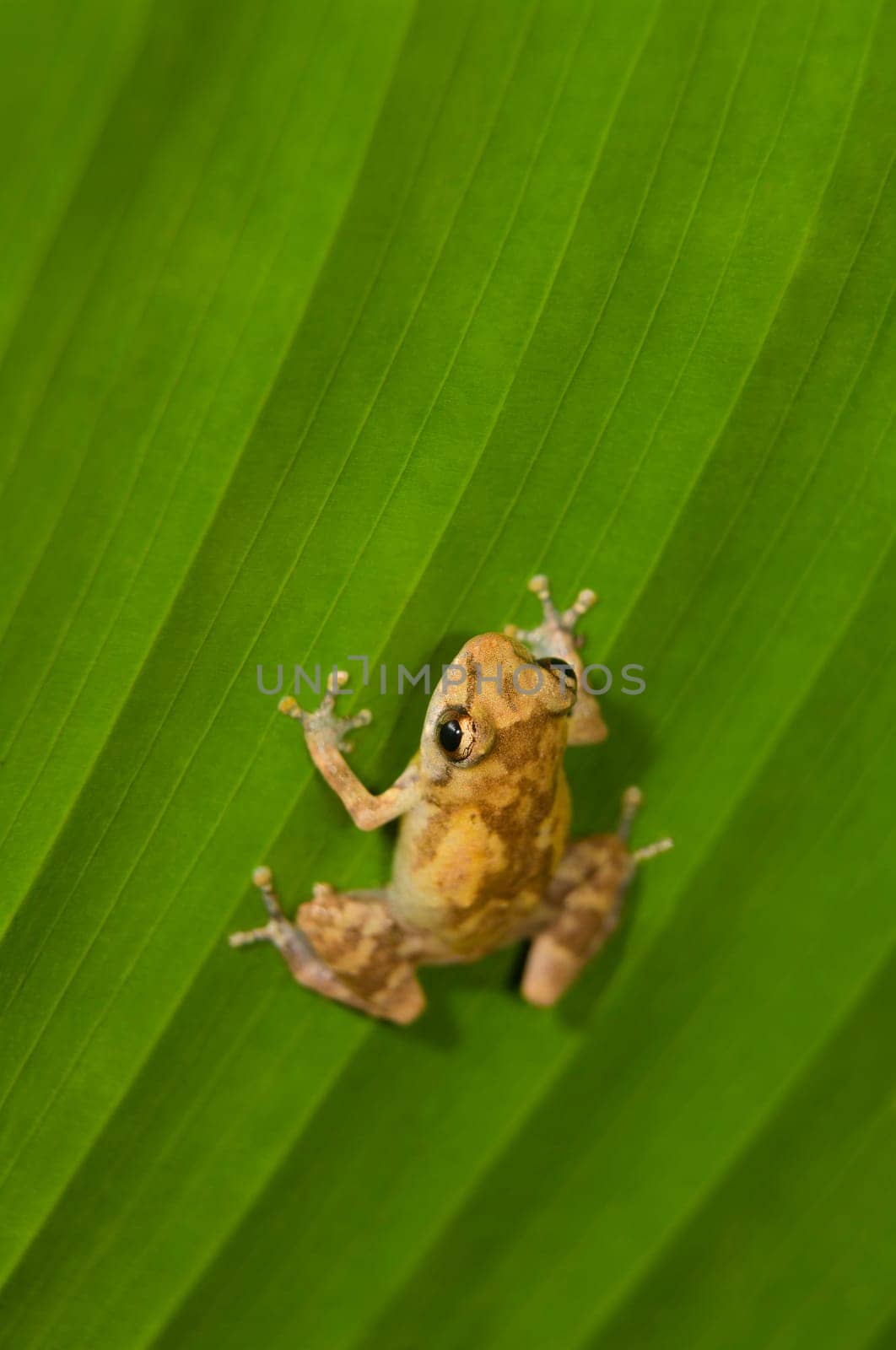 Dink frog (Eleutherodactylus diastema) on a leaf